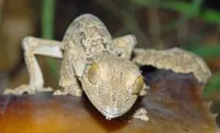 New leaf-tailed gecko from Madagascar is a master of disguise 2