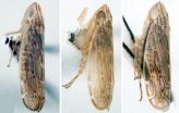 New leafhopper species named after University of Illinois entomologist 2