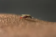 New malaria mosquito is emerging in African cities