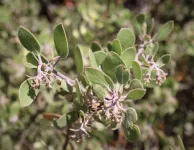 New manzanita species discovered, already at risk