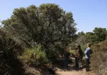 New manzanita species discovered, already at risk 2