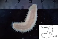 New marine scale worm species first to provide evidence of male dwarfism