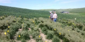 New ‘Matchless’ grass variety yields high seed count without need for field burning