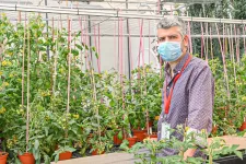 New mechanism to control tomato ripening discovered