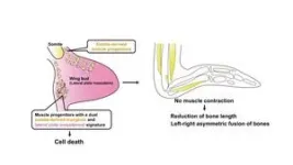 New mechanism uncovered for the reduction of emu wings 2