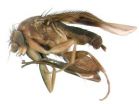 New Megaselia fly inspires the invention of innovative method for streamlined descriptions