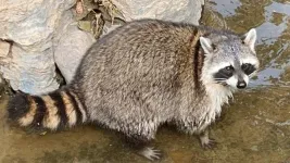 New method enables efficient isolation of raccoon-borne food poisoning pathogen