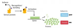 New method of artificially creating genetic switches for yeast