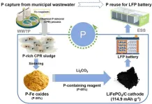 New method recovers phosphorus from wastewater to power the future of lithium-iron phosphate batteries