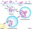 New method sneaks drugs into cancer cells before triggering release