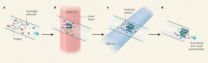 New method takes snapshots of proteins as they fold