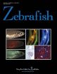 New method to grow zebrafish embryonic stem cells can regenerate whole fish