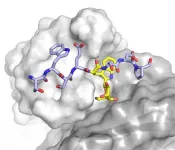 New methods for exploring the dark matter of biology