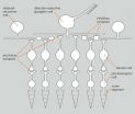 New microscope decodes complex eye circuitry 