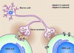 New model synapse could shed light on disorders such as epilepsy and anxiety