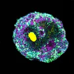 New molecular engineering technique allows for complex organoids