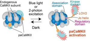 New molecular tool helps shed light on individual synapses in brain cells