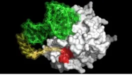 New molecule mimics the anti-clotting action of blood-sucking organisms