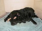 New Mom is 1,000th Dog Saved by Lab Rescue of the LRCP in 2012