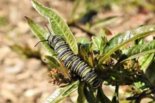 New Monarch butterfly breeding pattern inspires hope