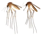 New mosquito species reported in Florida