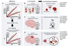 New MRI technology: a non-invasive look at iron balance 2