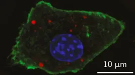 New nanoparticle design paves way for improved detection of tumors