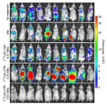 New nuclear medicine therapy cures human non-hodgkin lymphoma in preclinical model