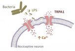 New pain target for bacterial infections