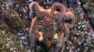 New paper identifies virus devastating sea stars on Pacific Coast