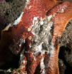 New paper identifies virus devastating sea stars on Pacific Coast 2