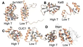 New paper suggests cold temperatures trigger shapeshifting proteins