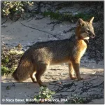 New parasite discovered amid decline of California’s unique Channel Island fox