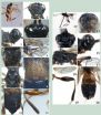 New parasitoid wasp species found in China 2