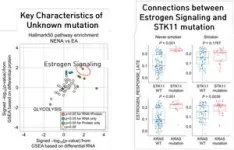 New pathways for treating never-smoker lung cancer revealed 2