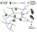 New Penn-designed gel allows for targeted therapy after heart attack