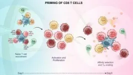 New phase of the immune response uncovered 2