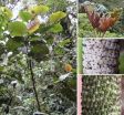 New plant species a microcosm of biodiversity 2