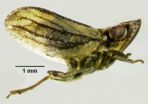 New planthopper species found in southern Spain 2