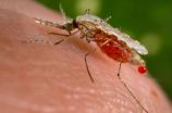 New potential way to control spread of insect-borne disease