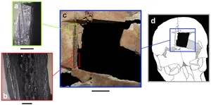 New predatory fish species which lived about 360 million years ago may have grown to over 2.5m long, according to analysis of South African fossils 2