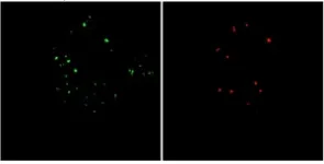 New probe aids novel findings on cell functions 2