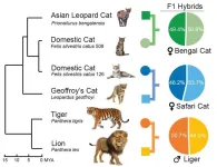 New publication describes findings on cat evolution, to aid in future disease studies