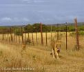 New report confirms almost half of Africas lions facing extinction