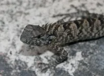 New reptile on the block: A new iguana species discovered in China 2