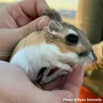 New research about drought impacts on wildlife can inform conservation strategies