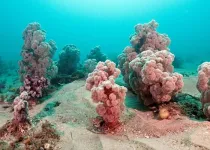 New research findings: Understanding the sex life of coral gives hope of clawing it back from the path to extinction