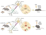 New research identifies ways to protect neurons from the negative effect of high-fat diet on multiple sclerosis progression