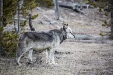 New research illuminates the ecological importance of gray wolves in the American West 3