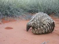 New research into pangolin genomics may aid in conservation efforts